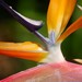 Bird of Paradise Macro