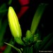 A Bud Aglow