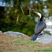 Fabulous Feathered Friend