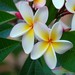 Frangipani