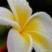 Frangipani In Macro