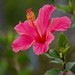 Hibiscus Beauty