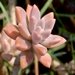 Unknown Species