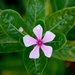 Small, Pink and Beautiful